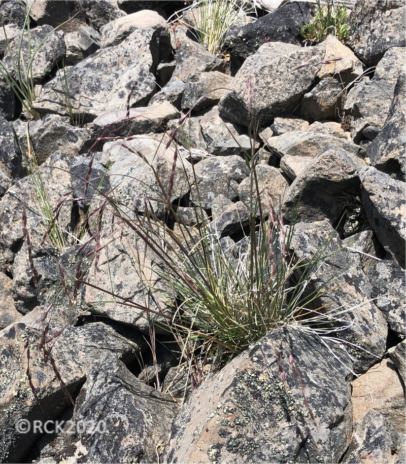 Wallowa Needlegrass