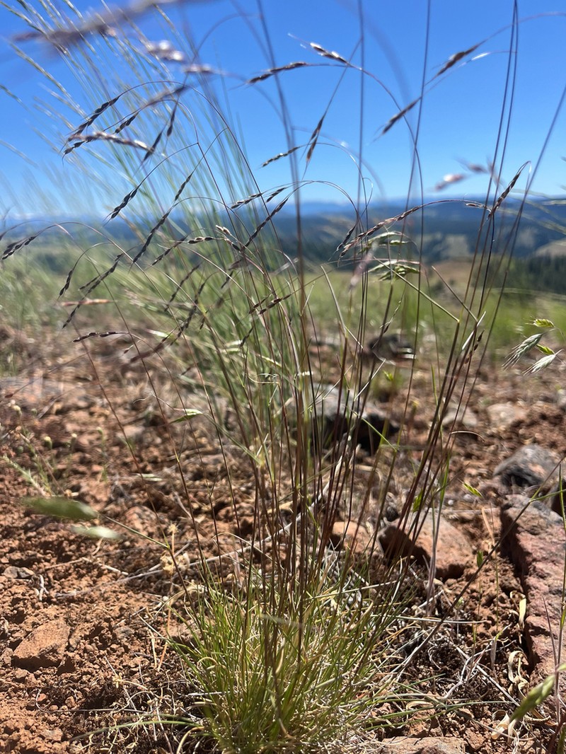 Wallowa Needlegrass photo 4