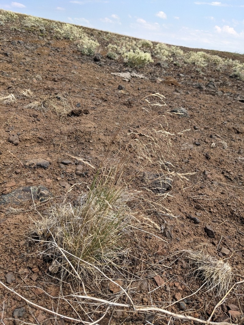 Wallowa Needlegrass photo 6