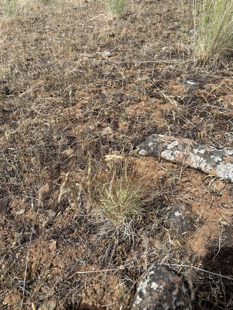 Wallowa Needlegrass photo 7