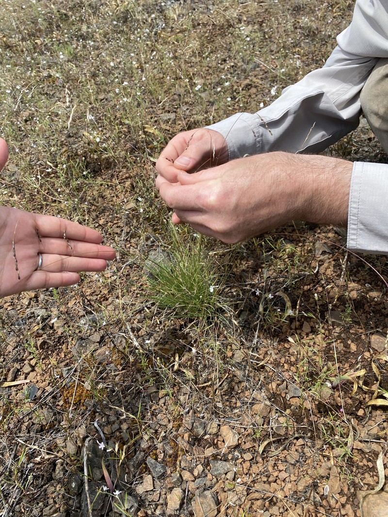 Wallowa Needlegrass photo 8