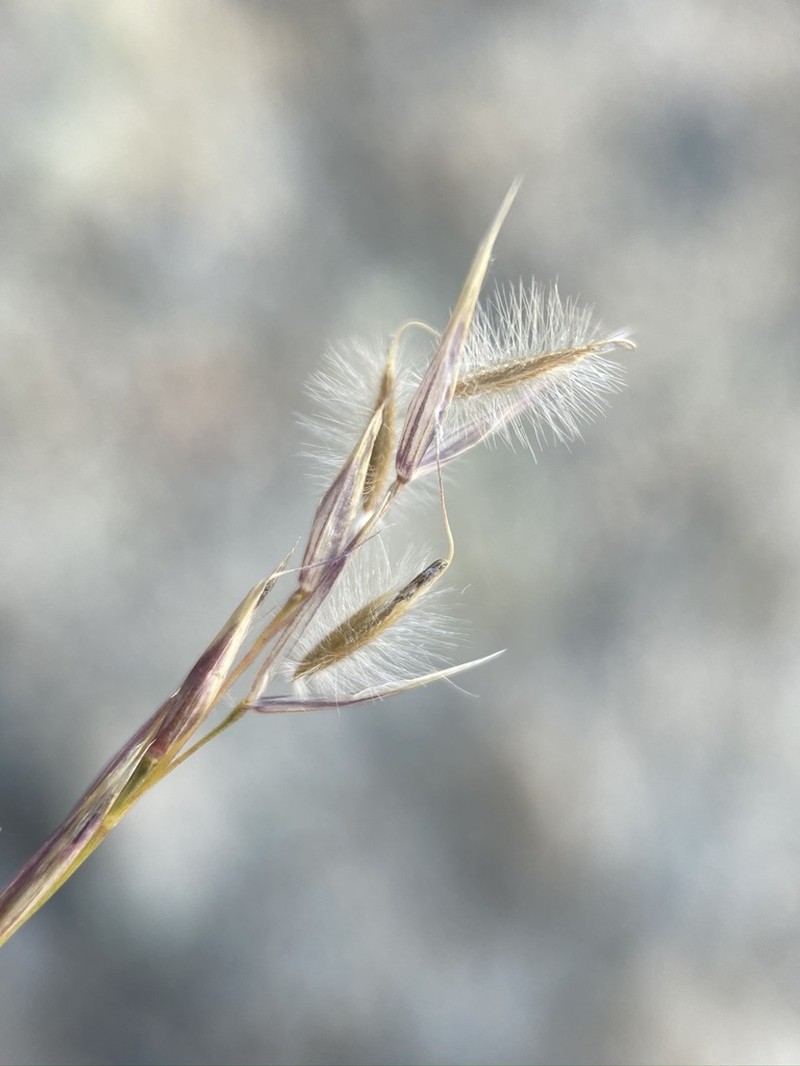Webber Needlegrass