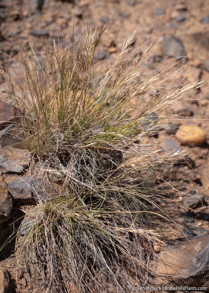 Webber Needlegrass photo 2