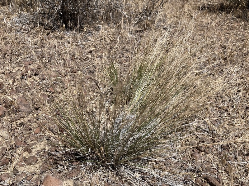 Webber Needlegrass photo 3