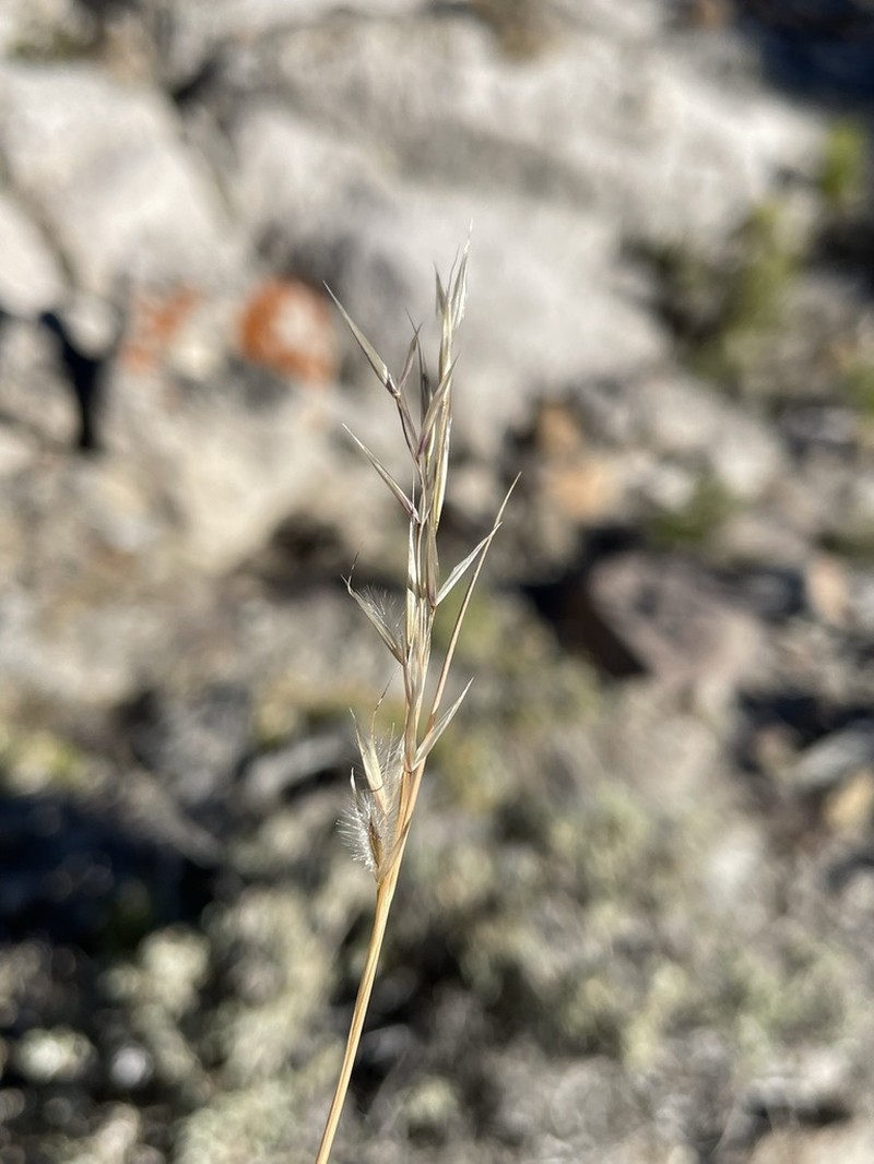 Webber Needlegrass photo 4