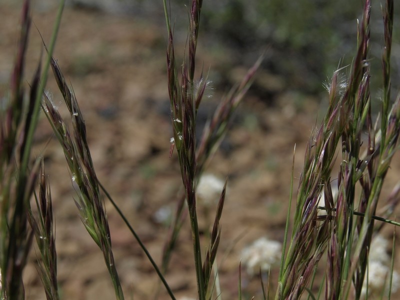 Webber Needlegrass photo 5