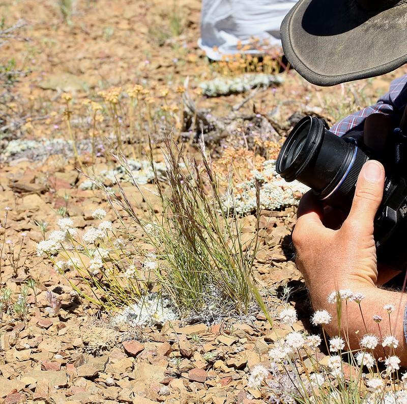 Webber Needlegrass photo 6