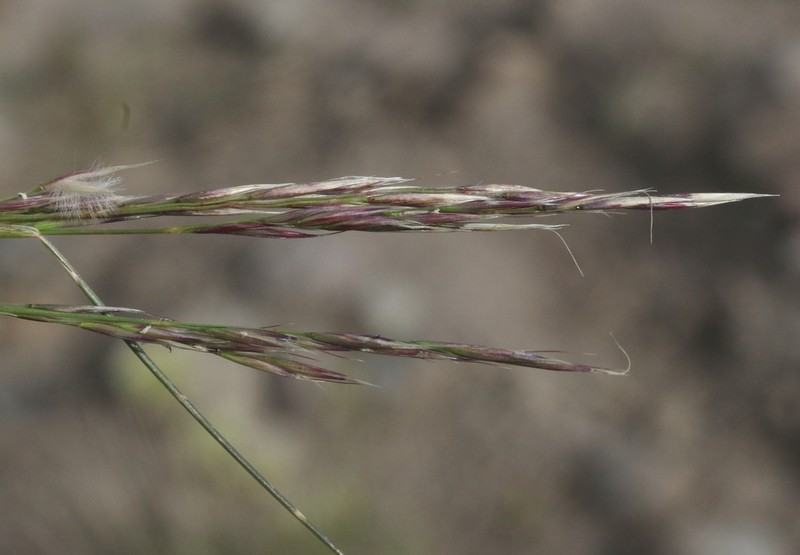 Webber Needlegrass photo 7
