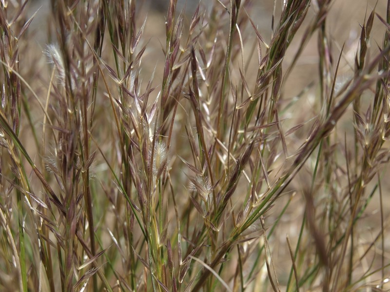 Webber Needlegrass photo 8