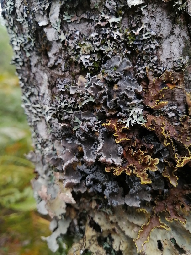 Erioderma Lichen