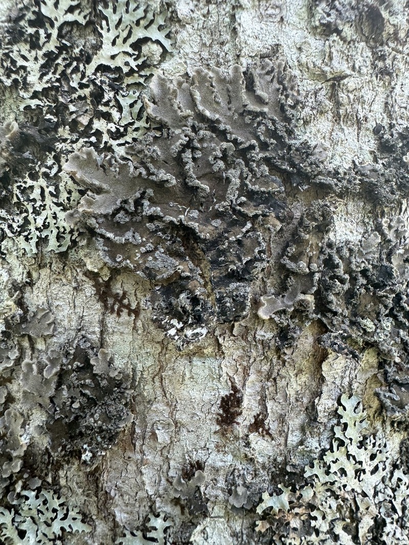 Erioderma Lichen photo 2