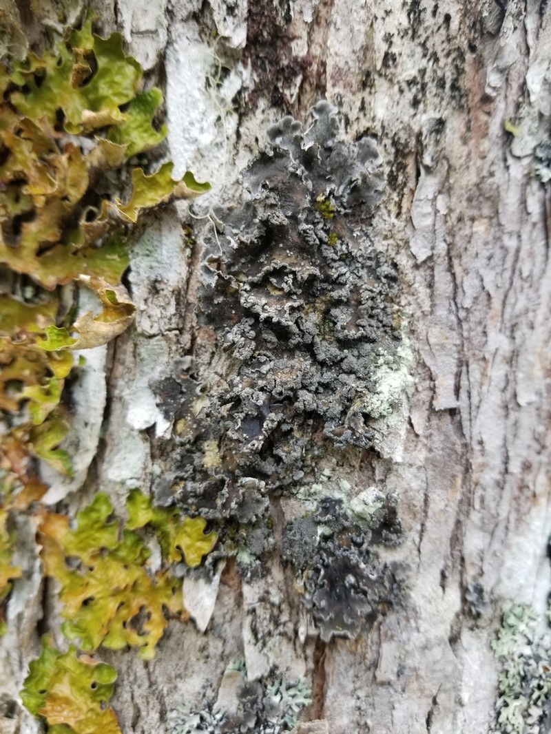 Erioderma Lichen photo 3