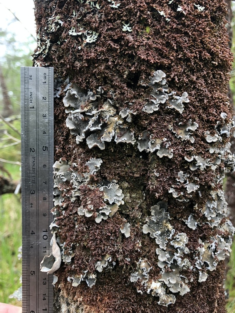Erioderma Lichen photo 4