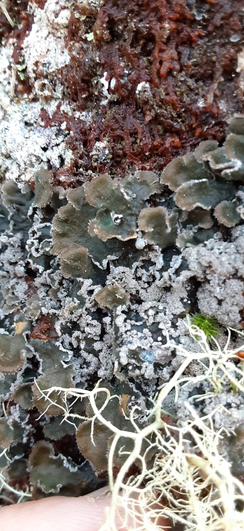 Erioderma Lichen photo 5