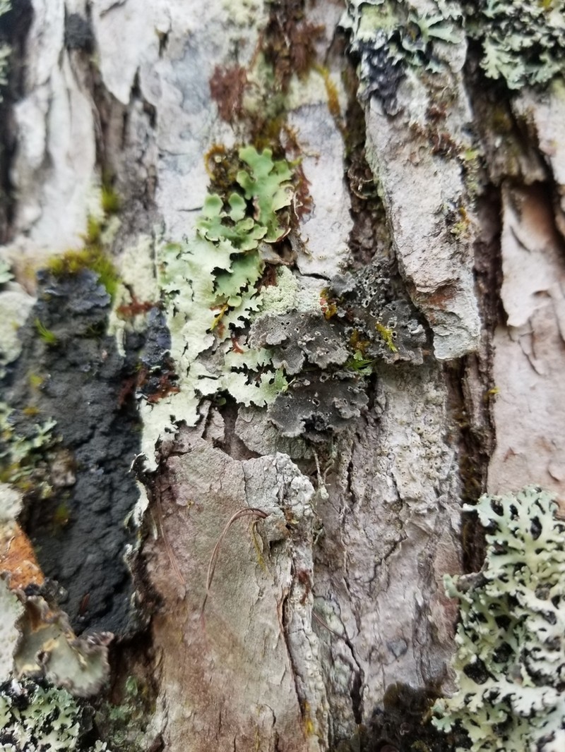 Erioderma Lichen photo 6