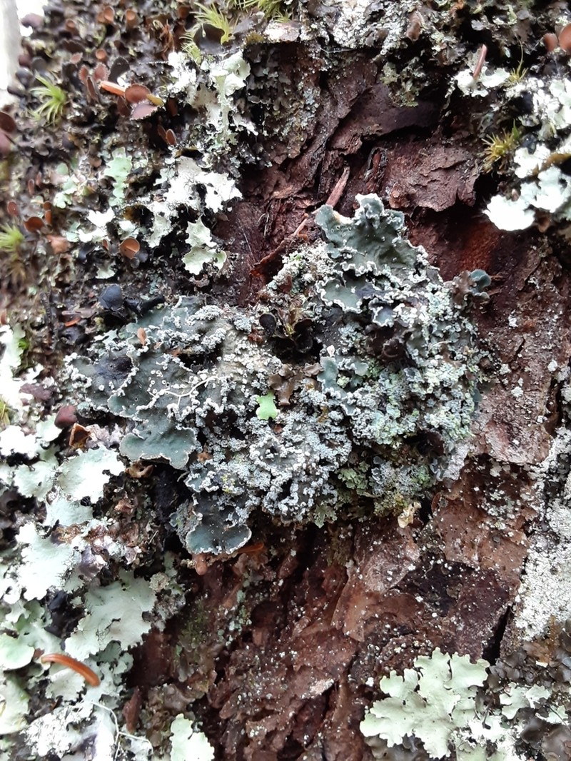 Erioderma Lichen photo 7