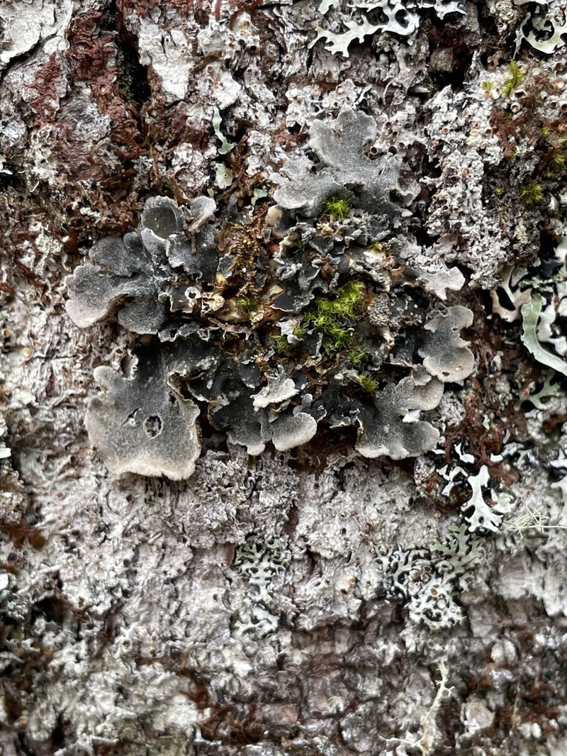 Erioderma Lichen photo 8