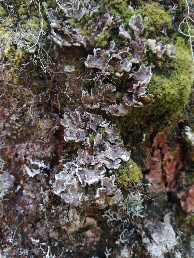 Pedicelled Erioderma Lichen
