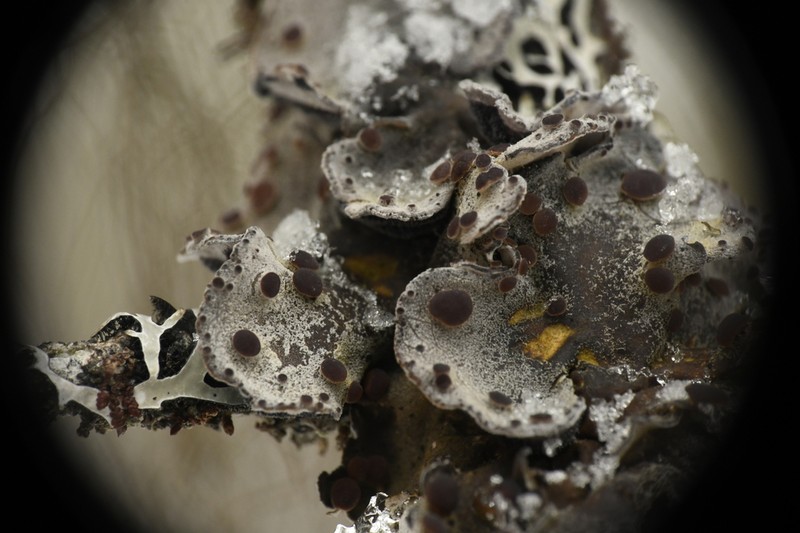 Pedicelled Erioderma Lichen photo 2