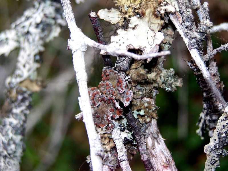 Pedicelled Erioderma Lichen photo 3