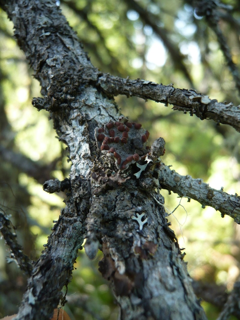 Pedicelled Erioderma Lichen photo 4