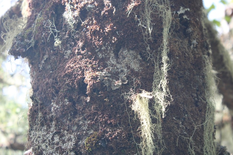 Pedicelled Erioderma Lichen photo 5