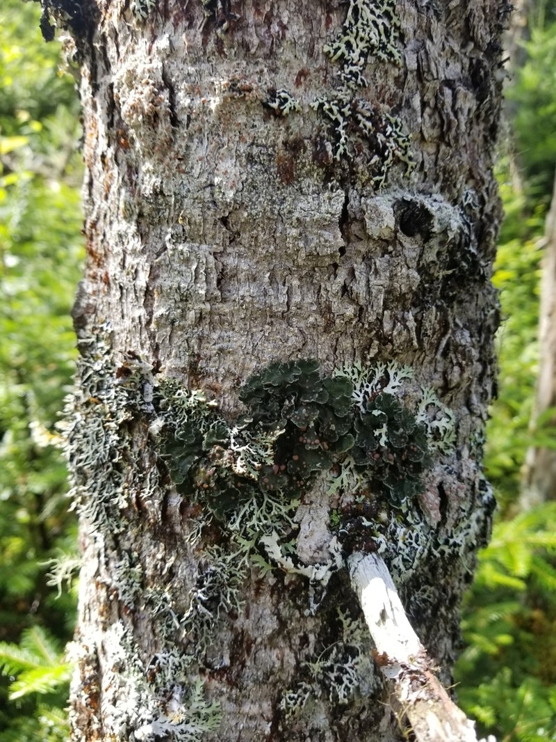 Pedicelled Erioderma Lichen photo 6