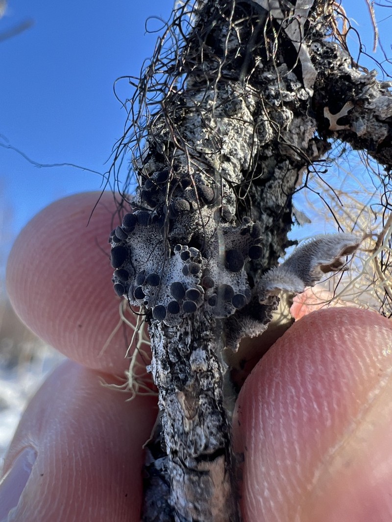 Pedicelled Erioderma Lichen photo 7