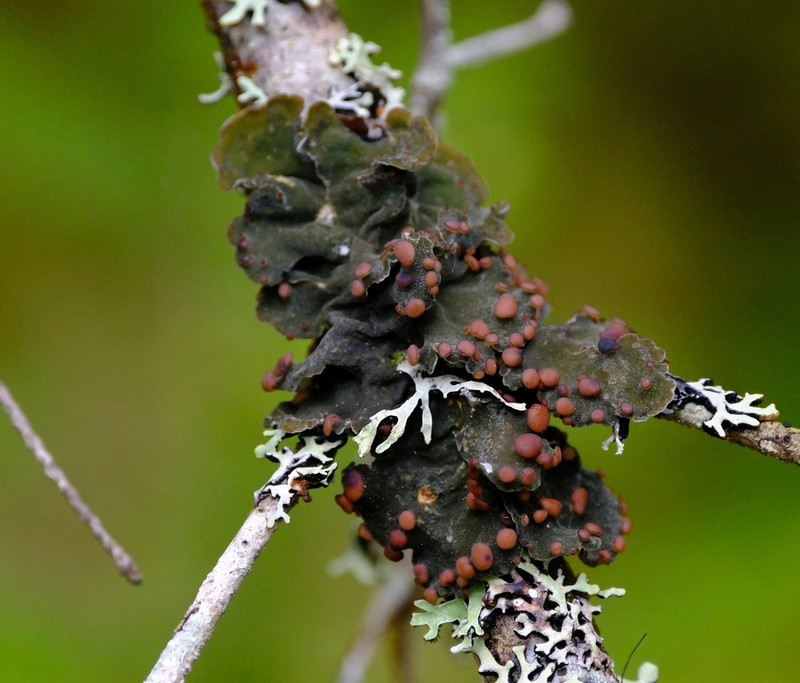 Pedicelled Erioderma Lichen photo 8