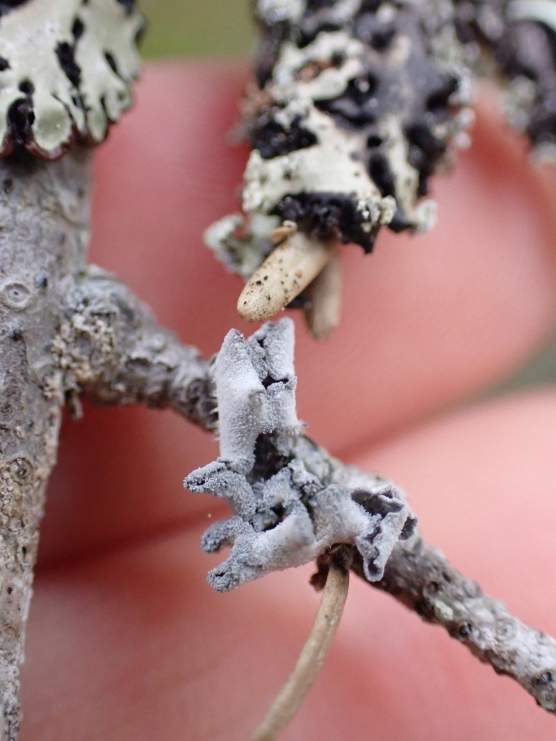 Erioderma sorediatum