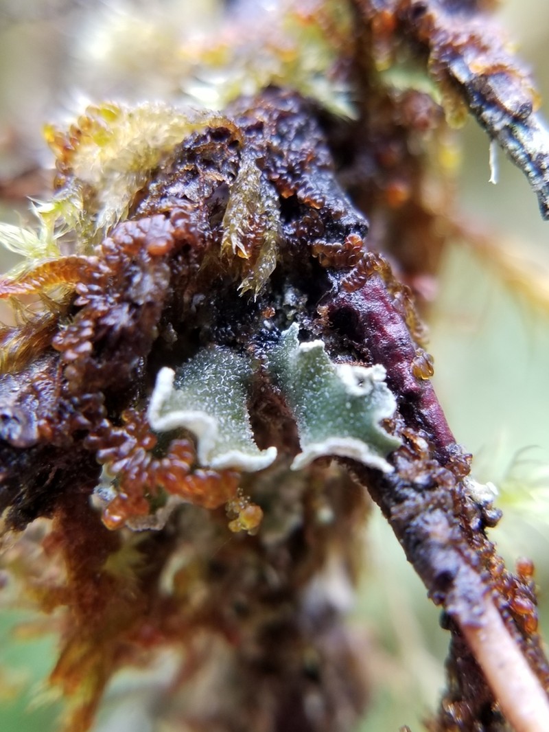 Erioderma sorediatum photo 2