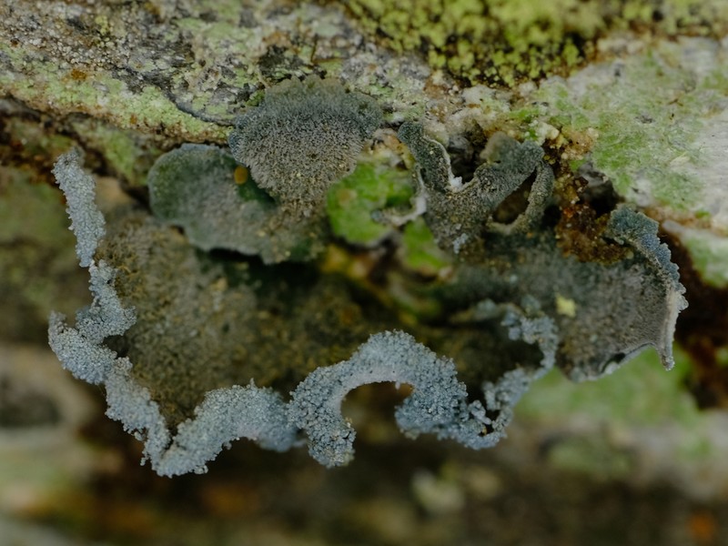 Erioderma sorediatum photo 3