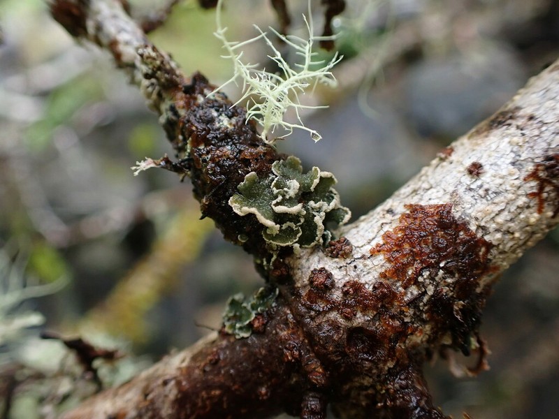 Erioderma sorediatum photo 4