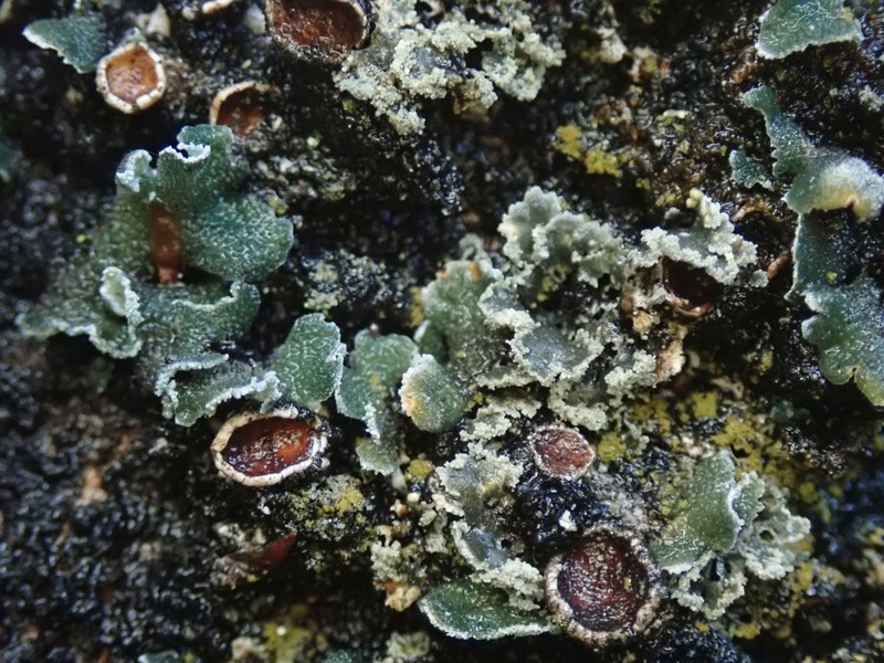 Erioderma sorediatum photo 5