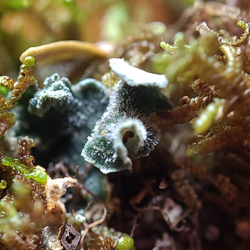 Erioderma sorediatum photo 6