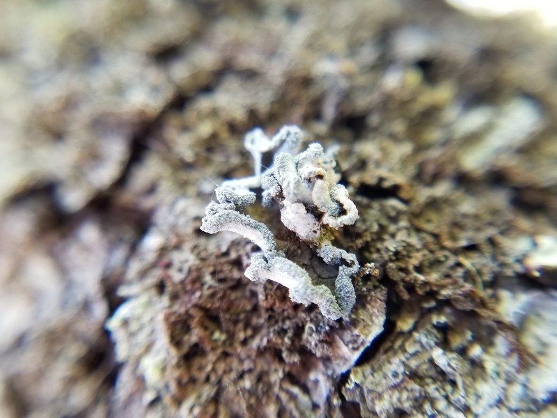 Erioderma sorediatum photo 7