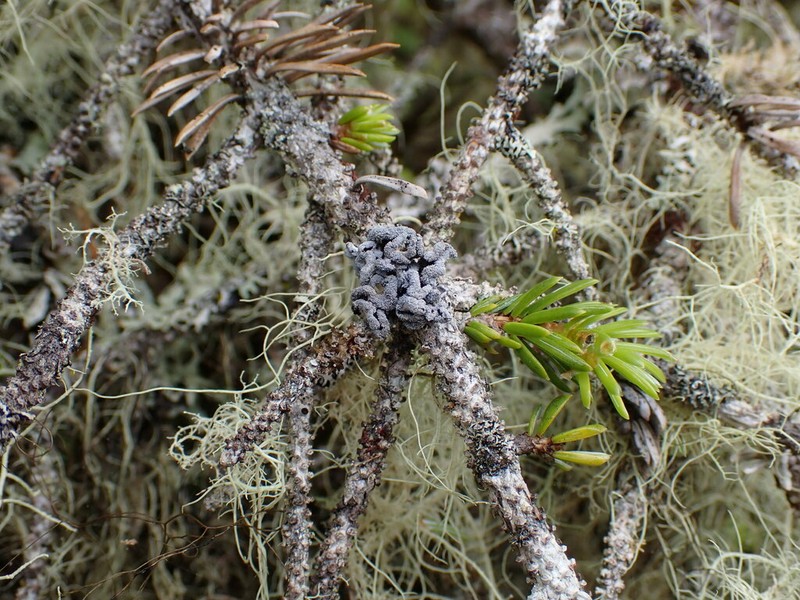 Erioderma sorediatum photo 8