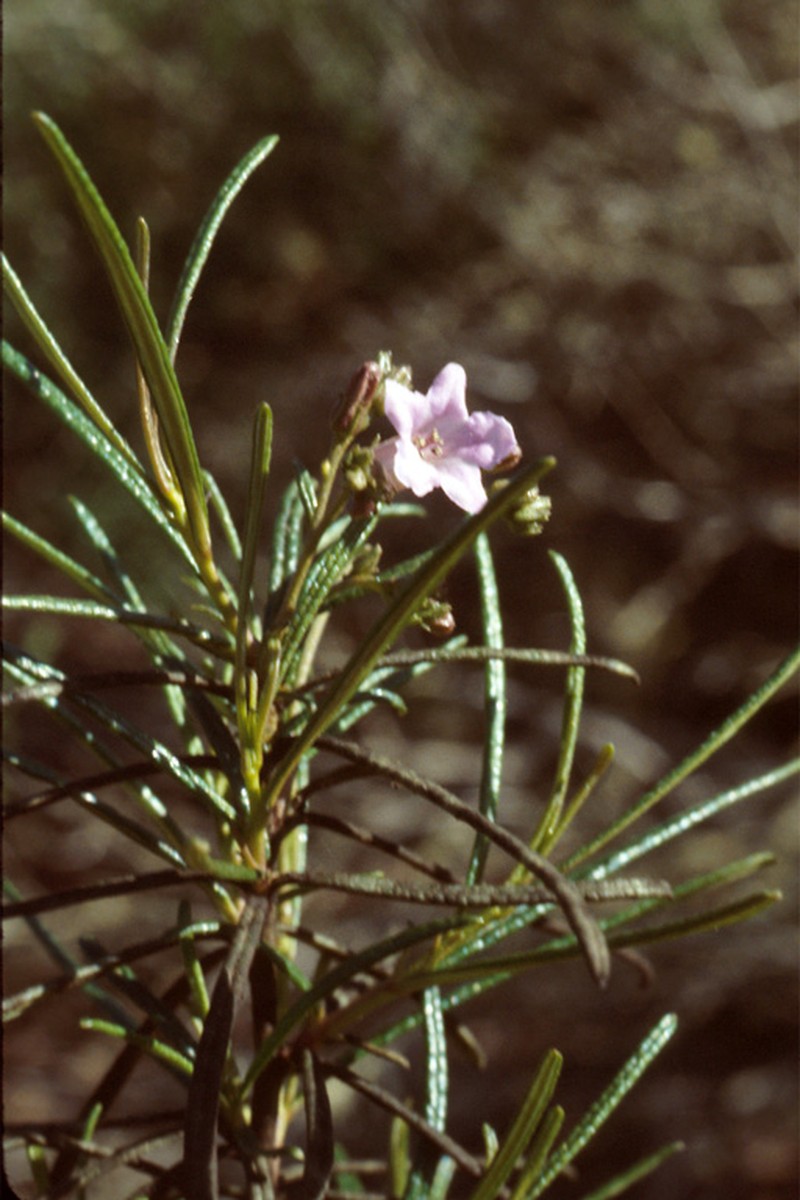 Indian Knob Mountainbalm
