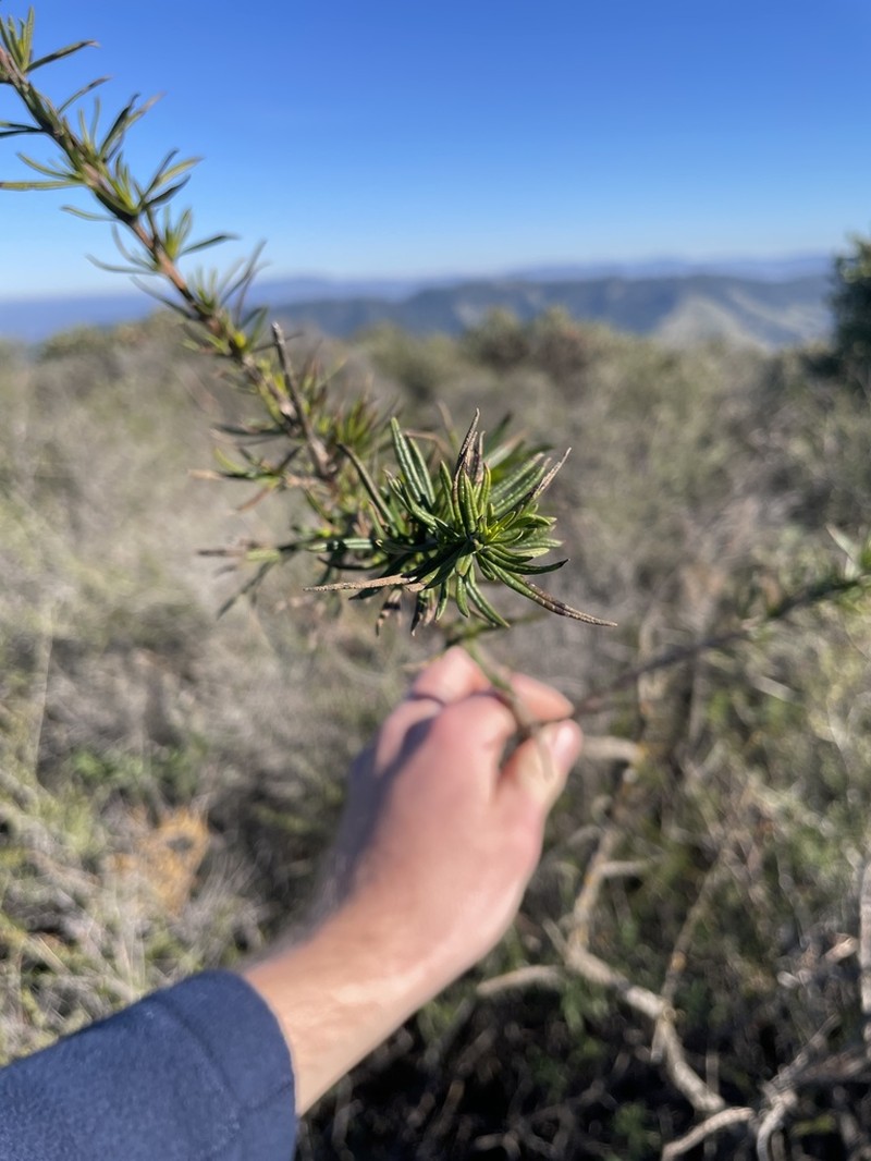 Indian Knob Mountainbalm