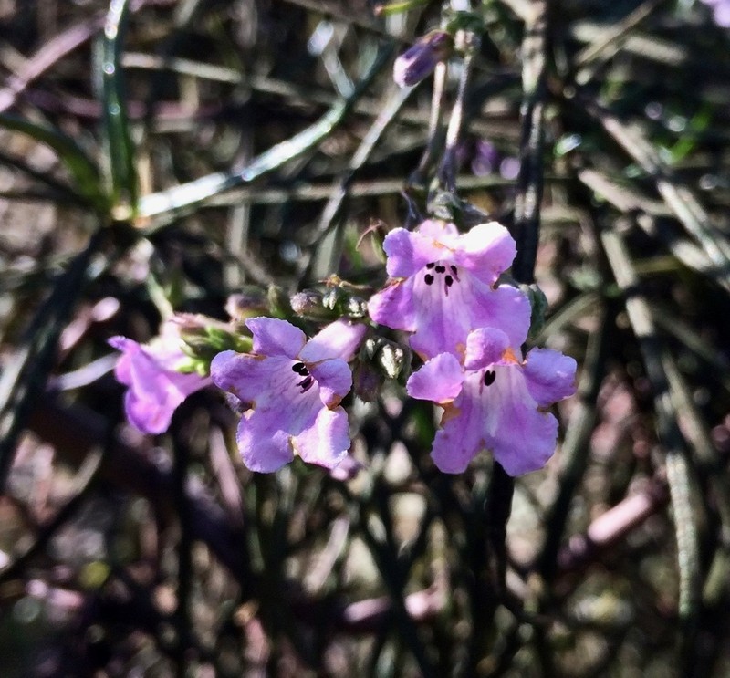 Indian Knob Mountainbalm photo 5
