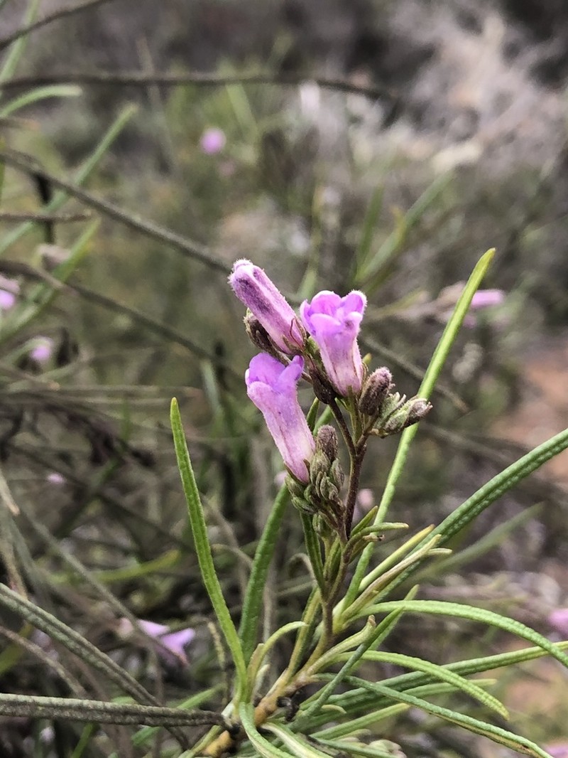 Indian Knob Mountainbalm photo 8