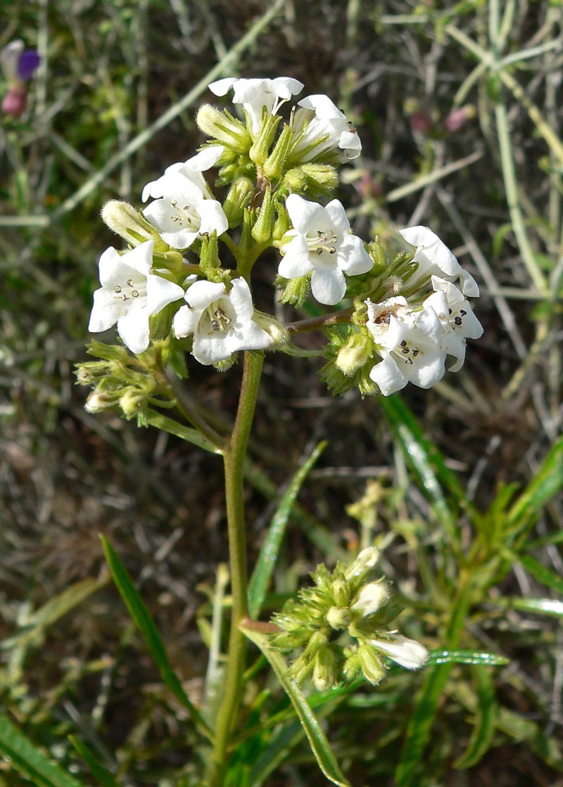 Narrowleaf Yerba Santa