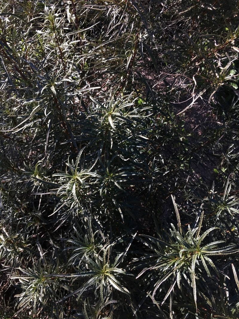 Narrowleaf Yerba Santa