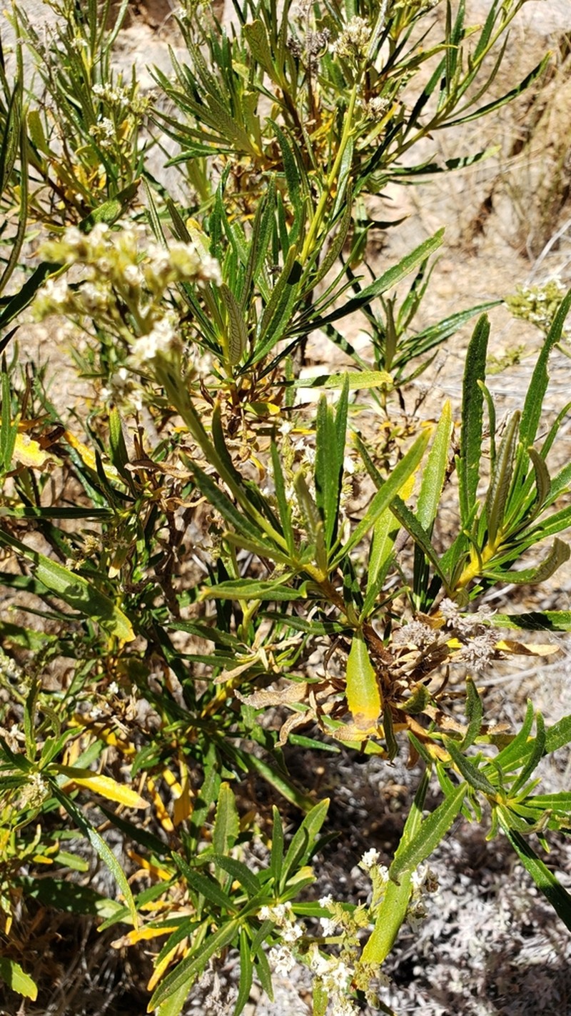 Narrowleaf Yerba Santa photo 2