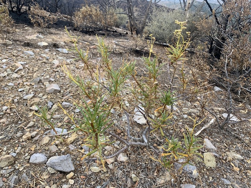 Narrowleaf Yerba Santa photo 3