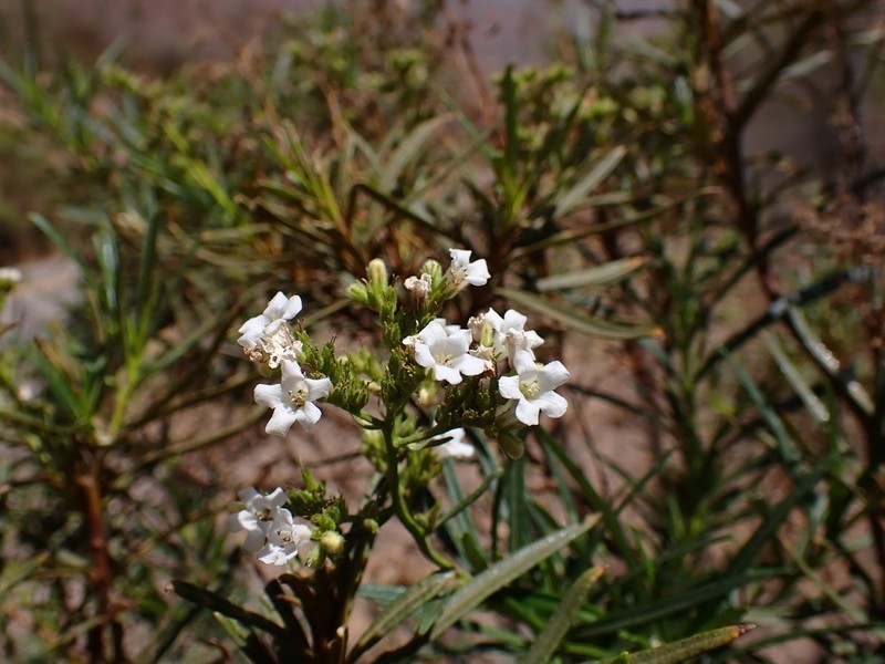 Narrowleaf Yerba Santa photo 4