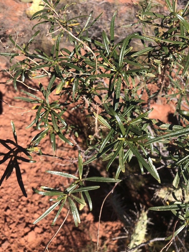 Narrowleaf Yerba Santa photo 5