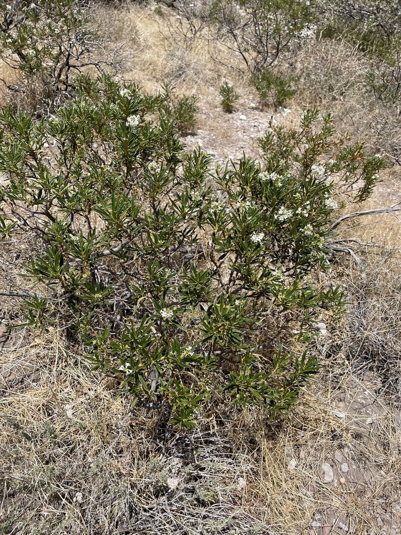 Narrowleaf Yerba Santa photo 6