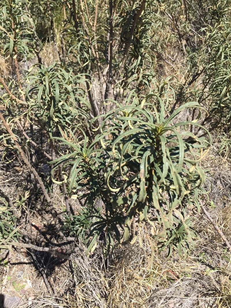 Narrowleaf Yerba Santa photo 7