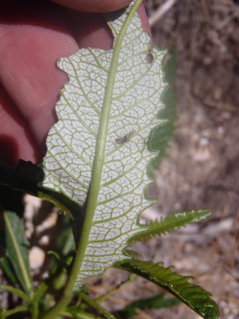 Narrowleaf Yerba Santa photo 8